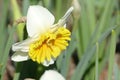 Bee pollinating white narcisus Royalty Free Stock Photo